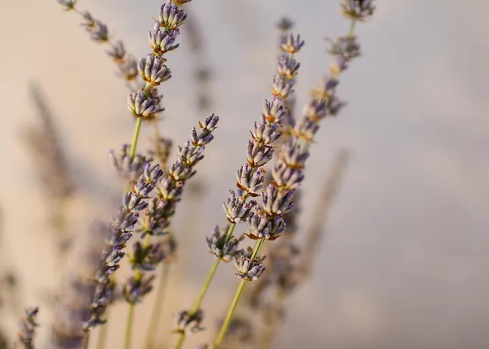 Lavender - City Room With Free Parking 4*