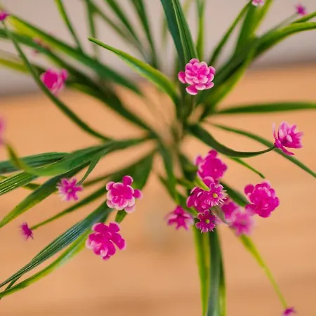Πανσιόν Lavender - With Free Parking Πούλα